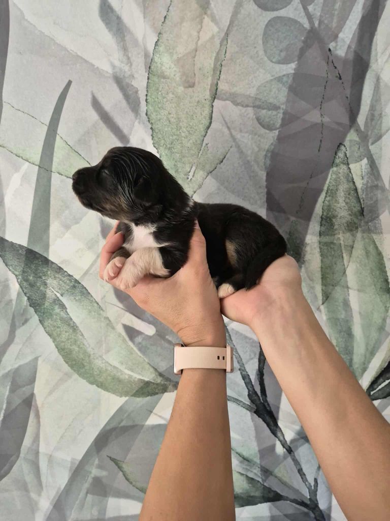 Sophie Cohen - Chiots disponibles - Berger Australien