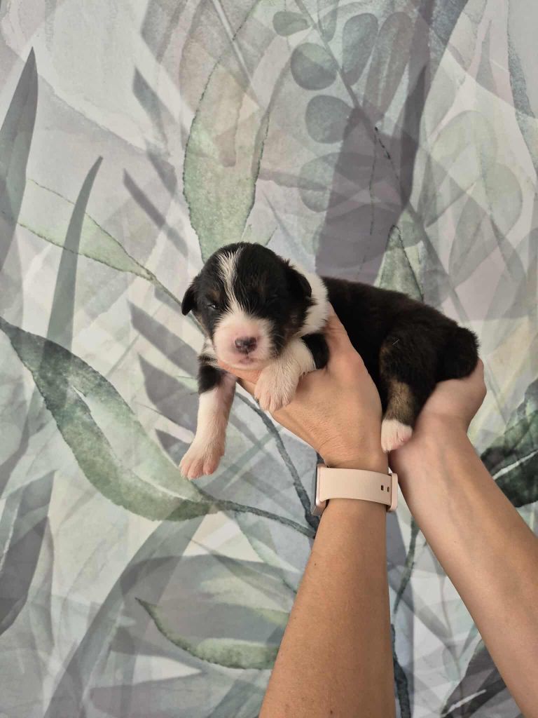 Sophie Cohen - Chiots disponibles - Berger Australien