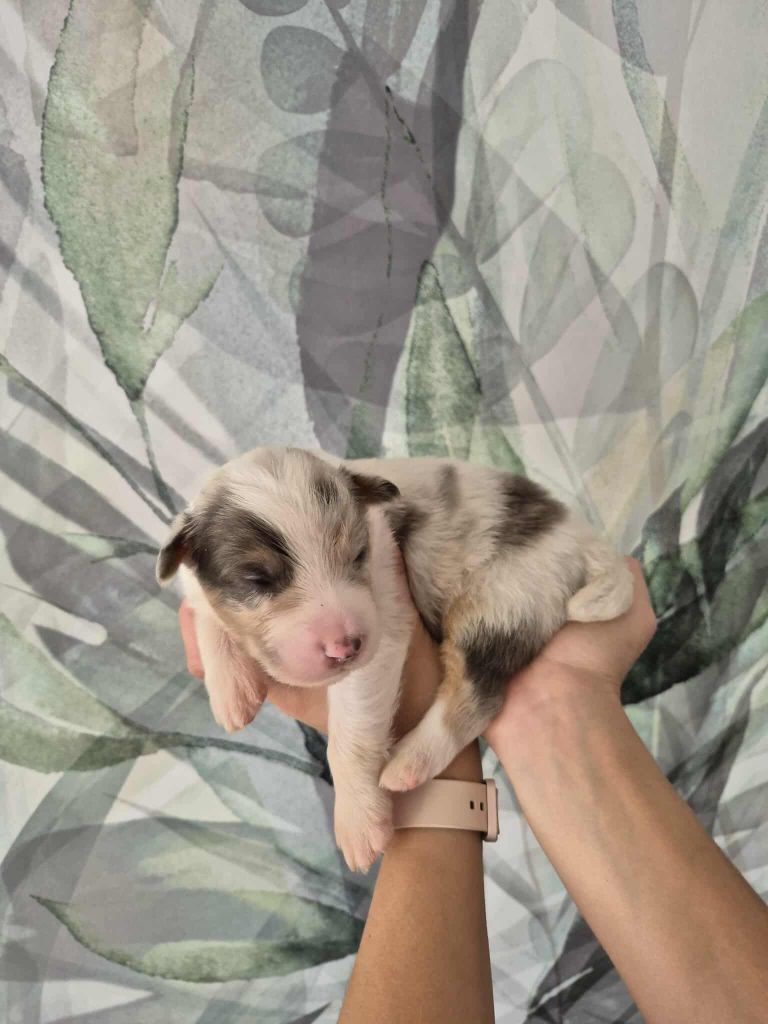 Sophie Cohen - Chiots disponibles - Berger Australien