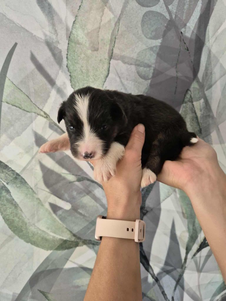 Sophie Cohen - Chiots disponibles - Berger Australien