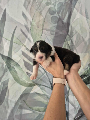 CHIOT 3