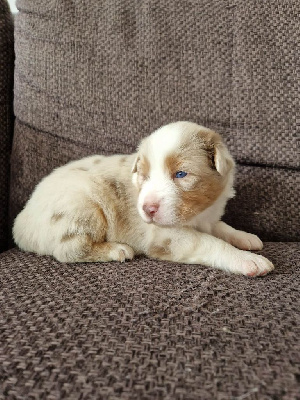 CHIOT 3