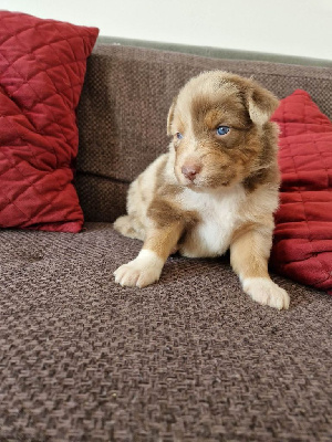 CHIOT 2