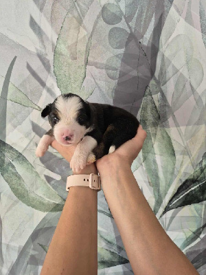 CHIOT 4