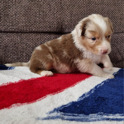 CHIOT 6