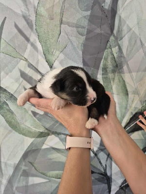 CHIOT 5