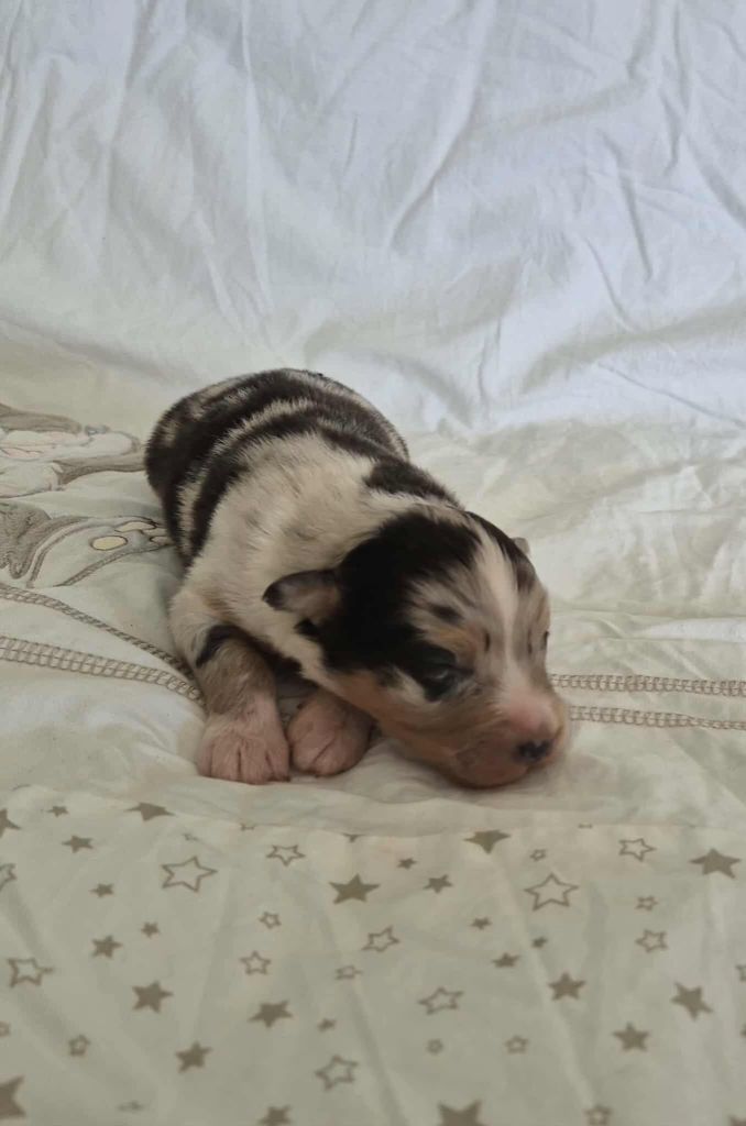 Sophie Cohen - Chiots disponibles - Berger Australien