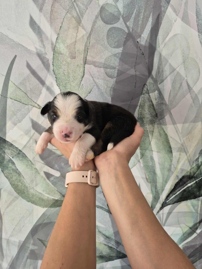 Sophie Cohen - Chiots disponibles - Berger Australien