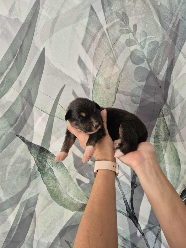 Sophie Cohen - Chiots disponibles - Berger Australien