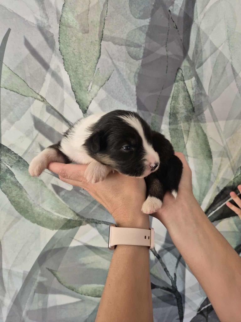 Sophie Cohen - Chiots disponibles - Berger Australien
